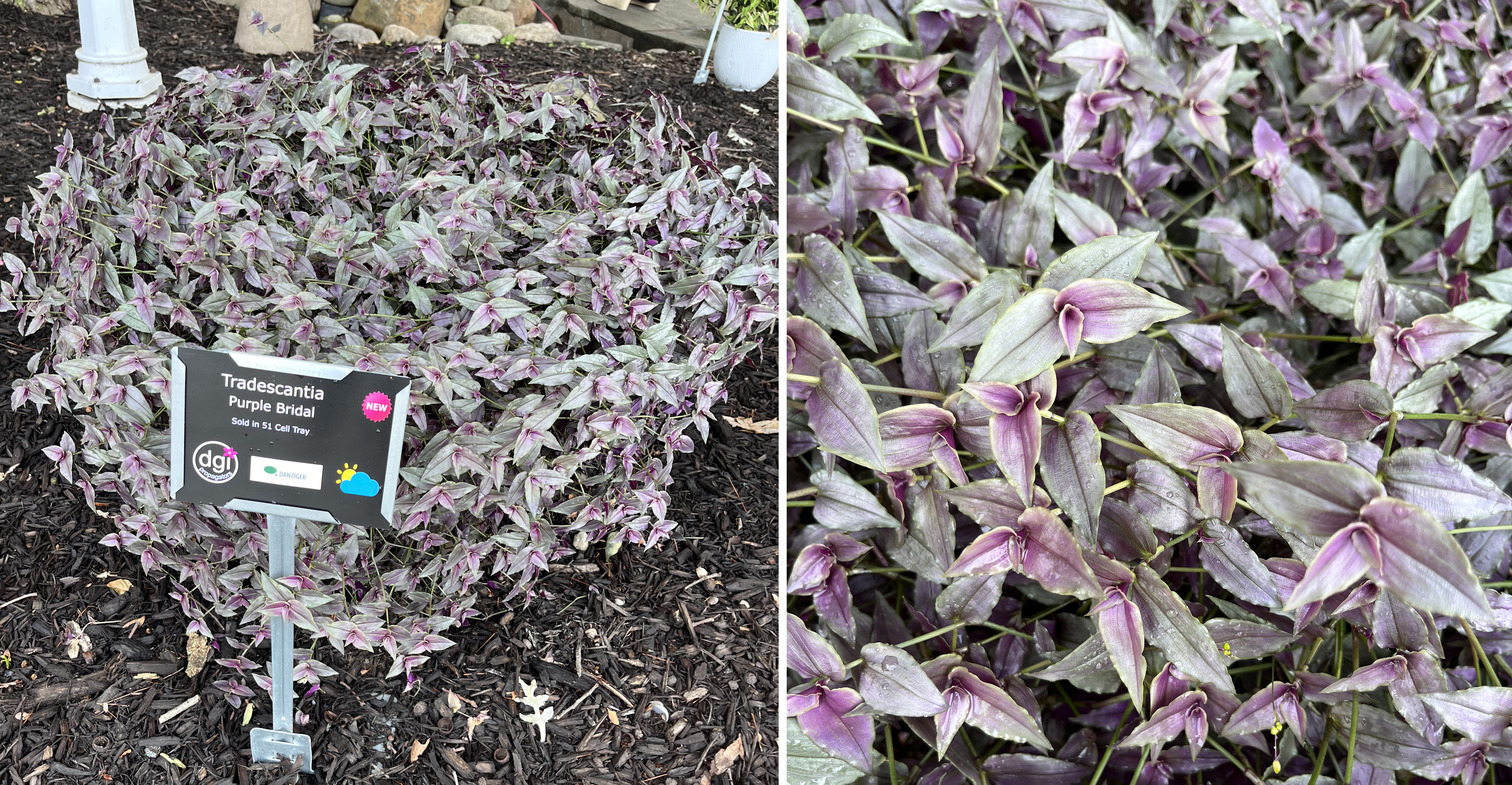 Two views of Tradescantia &lsquo;Purple Bridal.&rsquo; The left shows a rounded container overflowing with trailing foliage in silvery-green and purple hues. The right provides a close-up of the pointed leaves with a mix of lavender and green coloring.
